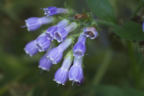Broadleaf Bluebells Broadleaf Bluebells,Geotagged,Mertensia platyphylla,Summer,United States