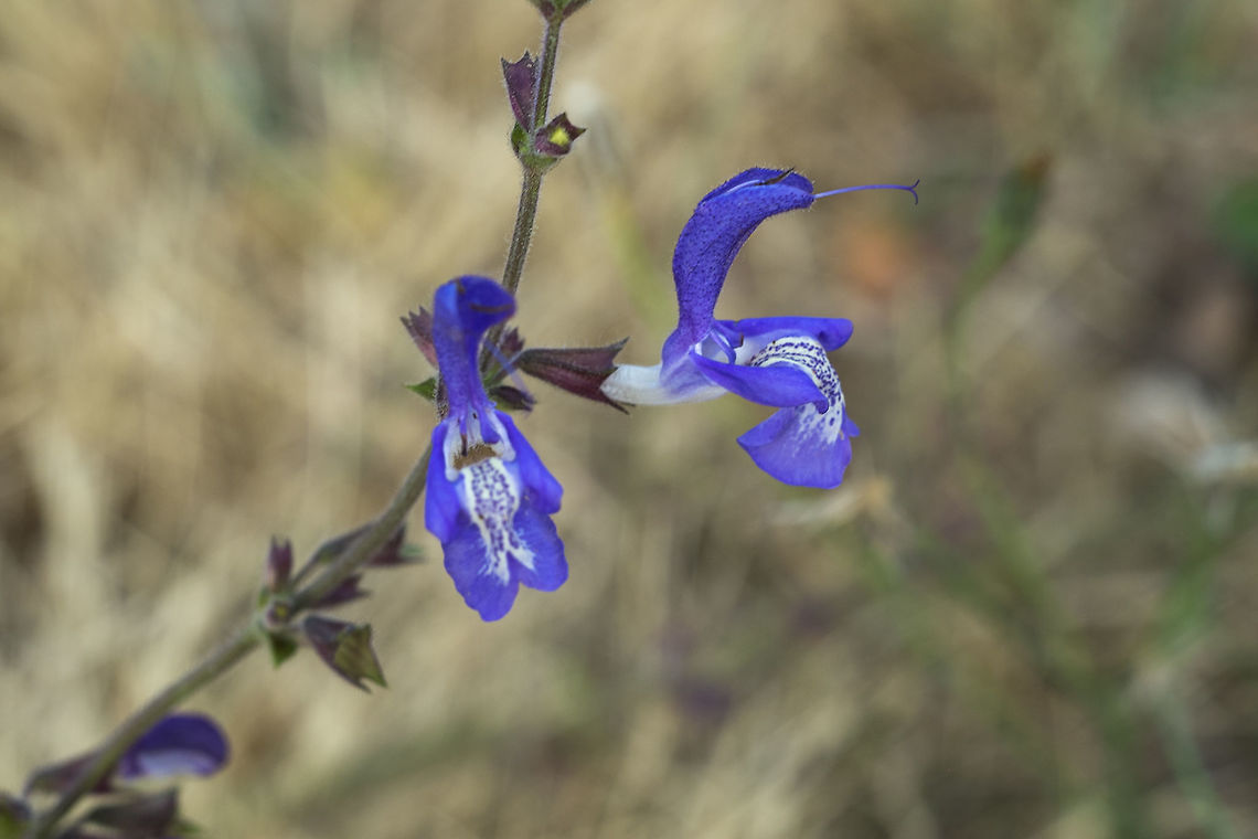 Blue flowers  - Salvia garden plant escapee not sure about these... they were growing in the grass, they appeared not to be planted there, but rather volunteers of some sort. I'm not sure if they are wild flowers or have escaped from a garden. Very neat blossoms though. Best candidate so far - Caryopteris divaricata Geotagged,Summer,Tripora,Tripora divaricata,United States