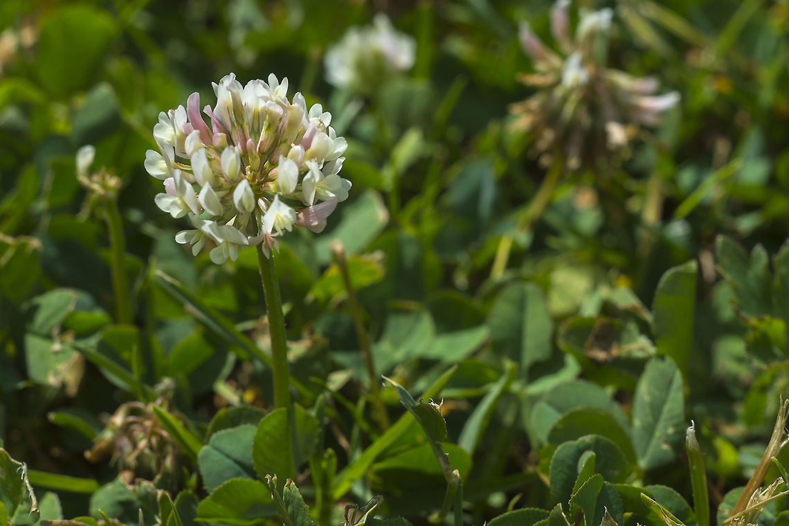 Lawn Clover  Geotagged,Summer,Trifolium repens,United States,White clover