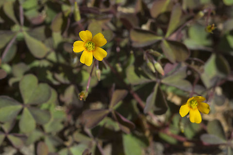 Creeping Wood Sorrel  Geotagged,Oxalis corniculata,Summer,United States