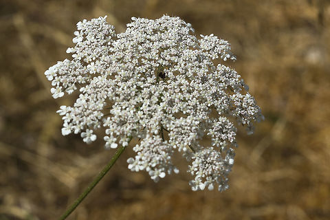 Queen Anne's Lace  Daucus carota,Geotagged,Summer,United States,Wild Carrot