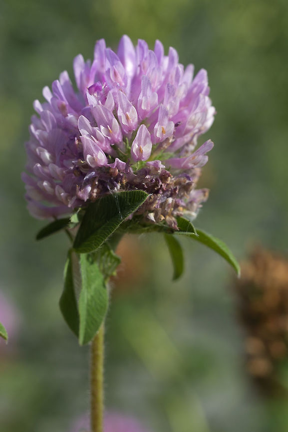 Red Clover  Geotagged,Red clover,Summer,Trifolium pratense,United States