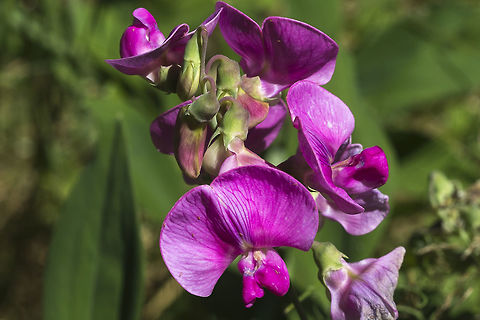 Sweet Pea  Geotagged,Lathyrus odoratus,Summer,Sweet pea,United States