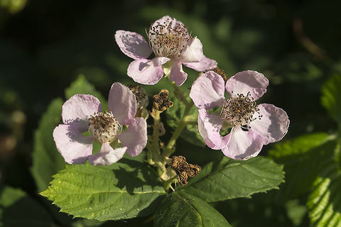 Himalayan Blackberry Invasive in the Pacific Northwest (but oh so tasty....) Geotagged,Rubus armeniacus,Rubus armeniacusHimalayan Blackberry,Summer,United States