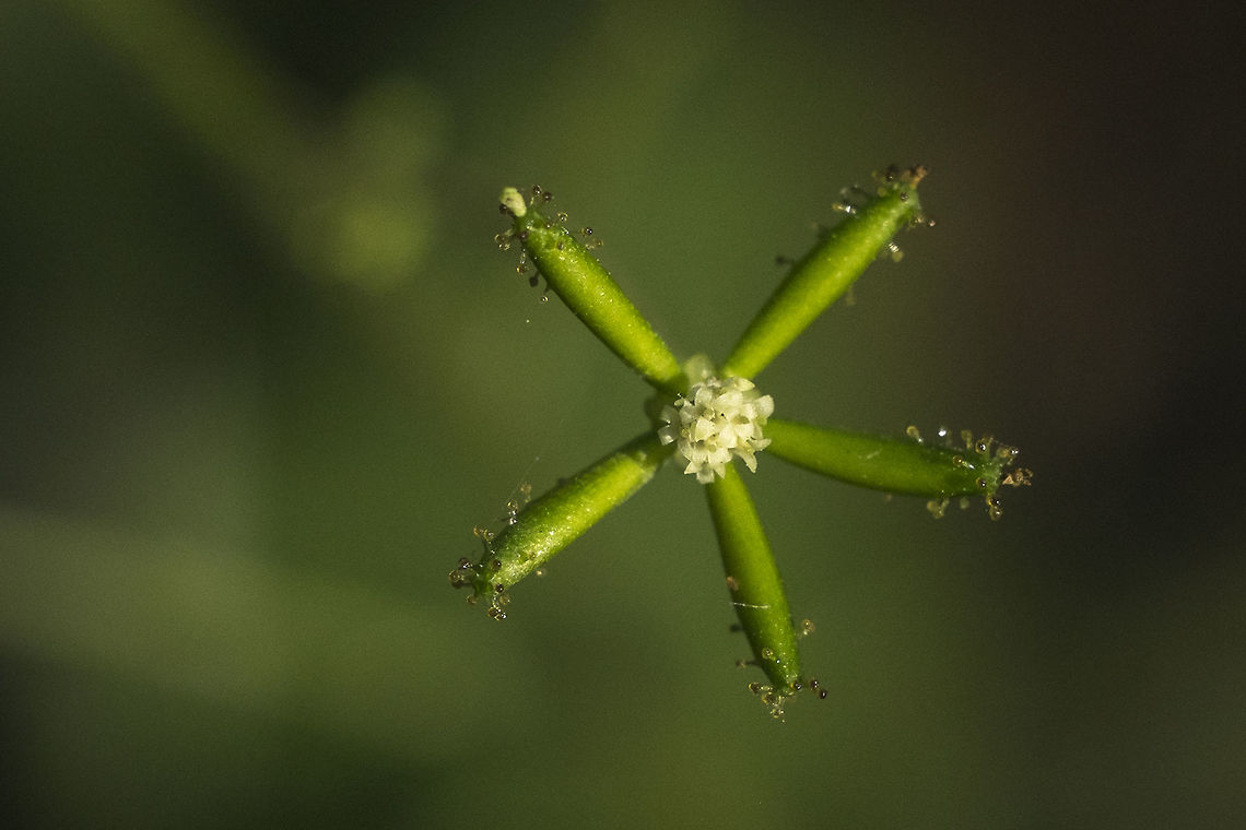 Trail Plant this is a weird one... tiny flower with 4 sticky fruits that look almost like a sundew Adenocaulon bicolor,Geotagged,Summer,United States