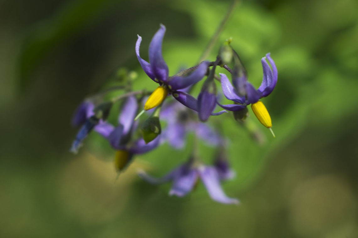 Bittersweet Nightshade This is not &quot;deadly&quot; nightshade - though it is poisonous, this one is rarely fatal, and usually only when ingested by a small child.  Bittersweet Nightshade,Geotagged,Solanum dulcamara,Summer,United States