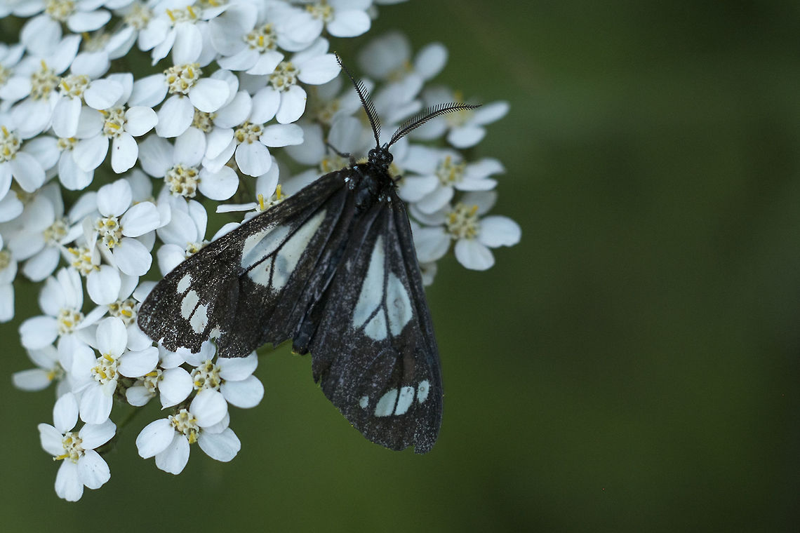 Police Car Moth  Geotagged,Gnophaela vermiculata,Summer,United States,moth week 2018