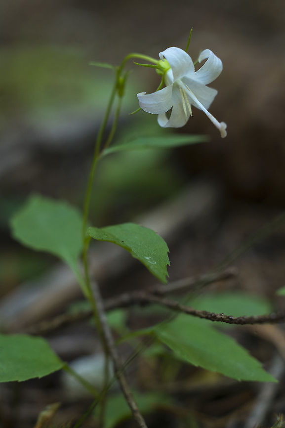 Pale Bellflower  Campanula scouleri,Geotagged,Summer,United States