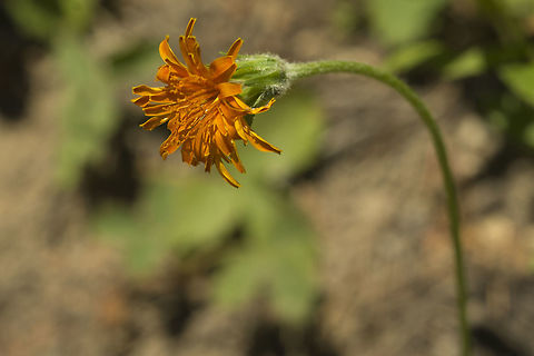 orange agoseris  Agoseris aurantiaca,Geotagged,Summer,United States