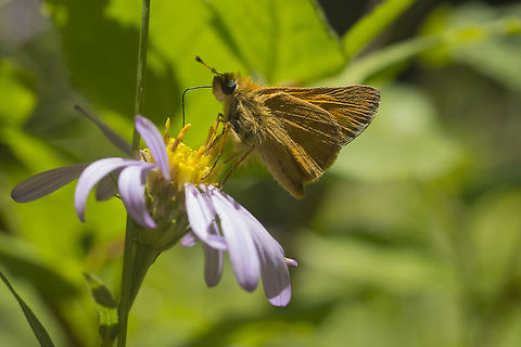 Woodland Skipper  Geotagged,Ochlodes sylvanoides,Summer,United States