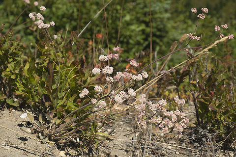 Tall Buckwheat  Eriogonum nudum,Geotagged,Summer,United States