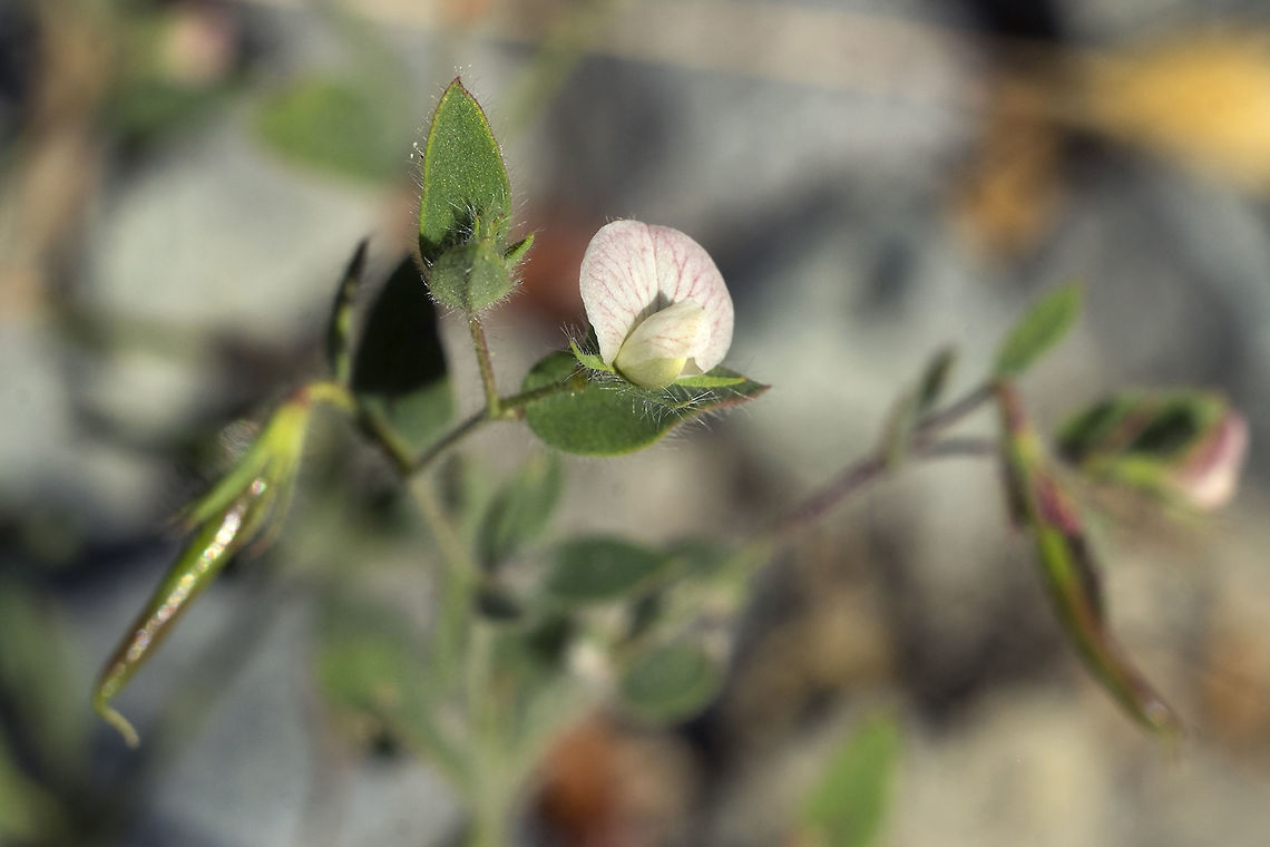 Spanish Lotus  Acmispon americanus,Geotagged,Summer,United States