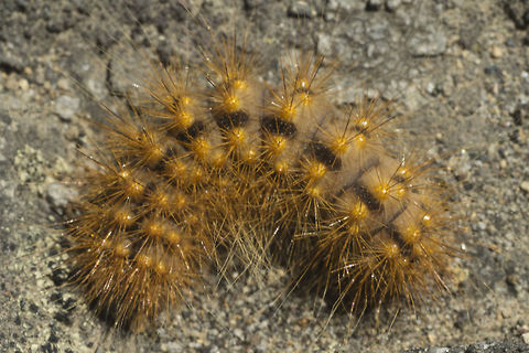 Possible Dagger Moth caterpillar  Geotagged,Summer,United States