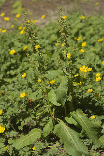 Curly Dock  Geotagged,Rumex crispus,Summer,United States