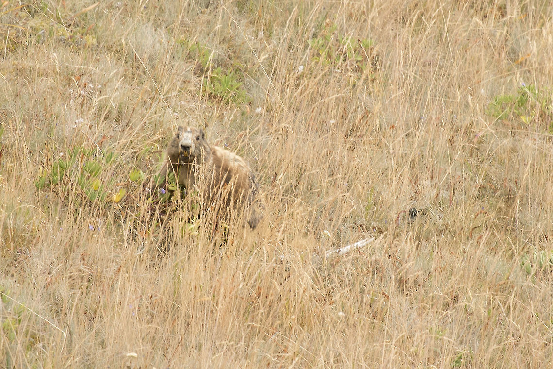 Olympic Marmot Hopefully I&#039;ll get back and get some better photos of these guys, but for now this little fellow (about a year or so old) was the only marmot I saw and he disappeared into the tall grass pretty quickly. Olympic marmots are a species unto themselves and are only found on the Olympic peninsula. The area was an island of open land among the glaciers during the ice age, and so developed a fair number of endemic species - some 25 or so plants, insects and animals are found only there. <br />
These guys aren&#039;t particularly shy, so I&#039;m sure I&#039;ll see one closer.. but apparently this year the low snow pack was not particularly kind to the marmots - it made digging the hibernating animals out of their burrows much easier for their predators, and marmot numbers may be a little lower than normal, at least in the Hurricane Ridge area. Geotagged,Marmota olympus,Olympic marmot,Summer,United States