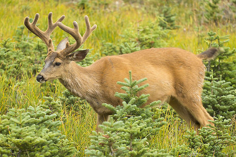Blacktailed Buck The deer at Olympic National park are probably the most tame "wild" animals I've ever seen... they aren't quite as aggressive as the deer at Nara, where they are fed by tourists, but they will walk right up to you. This lovely, healthy looking buck was accompanied by a yearling buck and a doe. They were browsing a few yards away from us and a large group tourists on a ranger led walk. Black-tailed deer,Geotagged,Odocoileus hemionus columbianus,Summer,United States