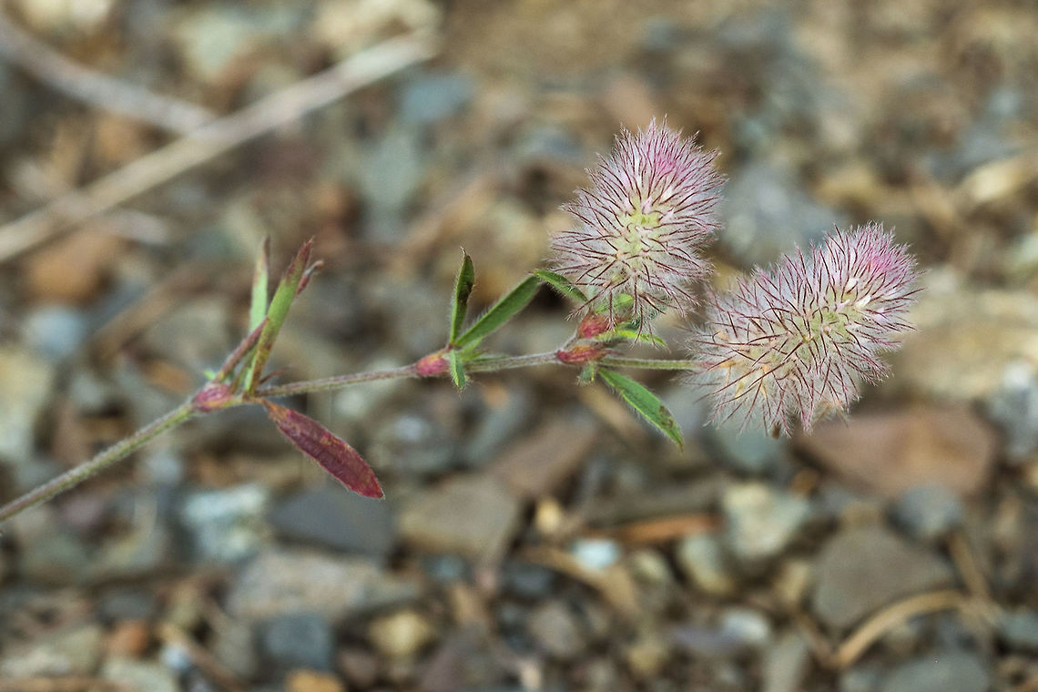 Hare's Foot  Geotagged,Rabbit-foot clover,Summer,Trifolium arvense,United States