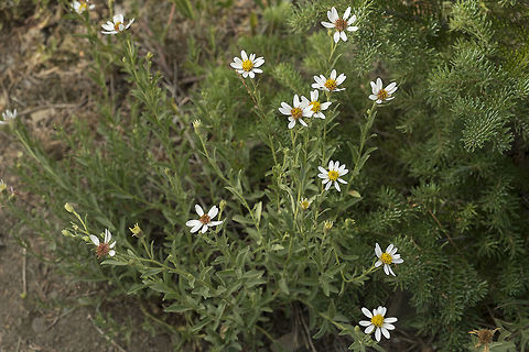 Olympic Mountain Aster  Eucephalus paucicapitatus,Geotagged,Summer,United States