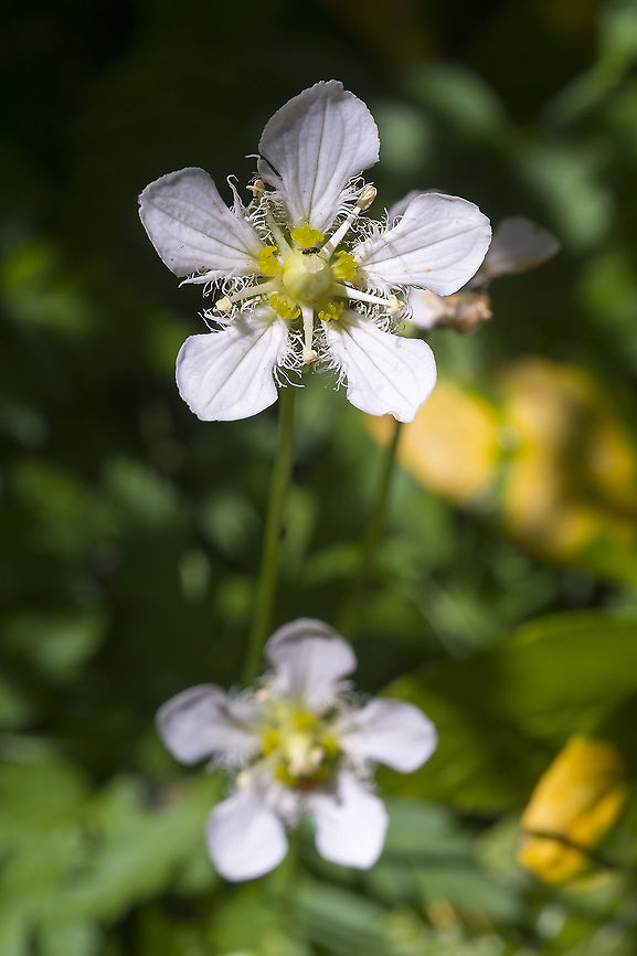 Fringed Grass of Parnassus  Geotagged,Parnassia fimbriata,Summer,United States