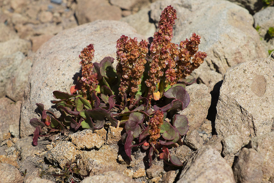 Mountain Sorrel  Geotagged,Oxyria digyna,Summer,United States