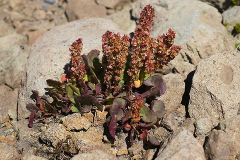 Mountain Sorrel  Geotagged,Oxyria digyna,Summer,United States