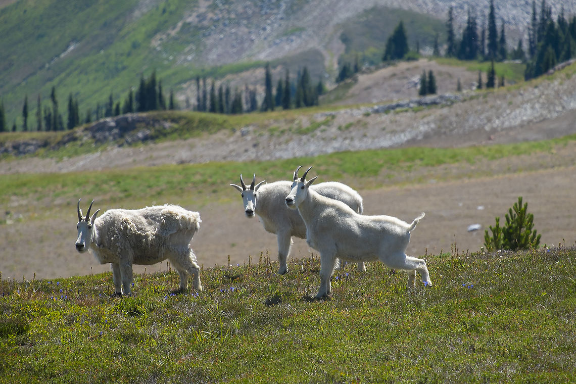 Mountain Goats two with their short summer coats on - one still shedding Geotagged,Mountain goat,Oreamnos americanus,Summer,United States