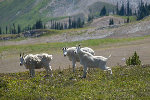 Mountain Goats two with their short summer coats on - one still shedding Geotagged,Mountain goat,Oreamnos americanus,Summer,United States