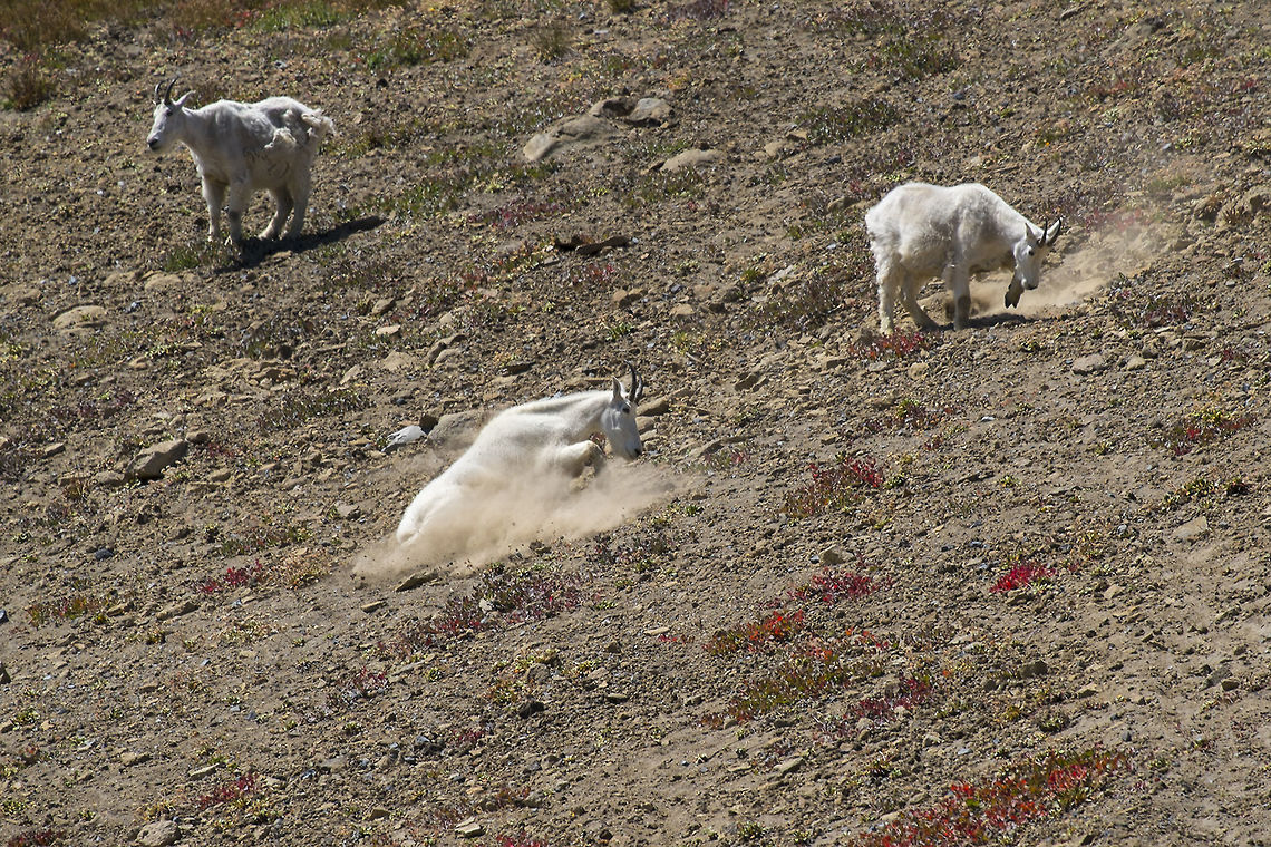 Dust Bathing Our first goats! We were quite lucky to come across this herd - they&#039;d just come over the ridge when we arrived and were gone again in about 15 minutes or less. Geotagged,Mountain goat,Oreamnos americanus,Summer,United States