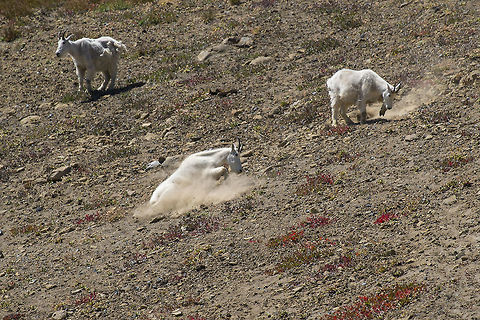 Dust Bathing Our first goats! We were quite lucky to come across this herd - they'd just come over the ridge when we arrived and were gone again in about 15 minutes or less. Geotagged,Mountain goat,Oreamnos americanus,Summer,United States