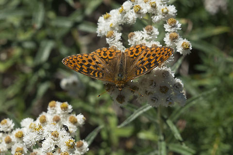 Fritillary not sure about the species yet - and also not sure if this one and the next are the same or just variations within one species... I think they are probably Speyeria zerene or Speyeria hydaspe Geotagged,Summer,United States