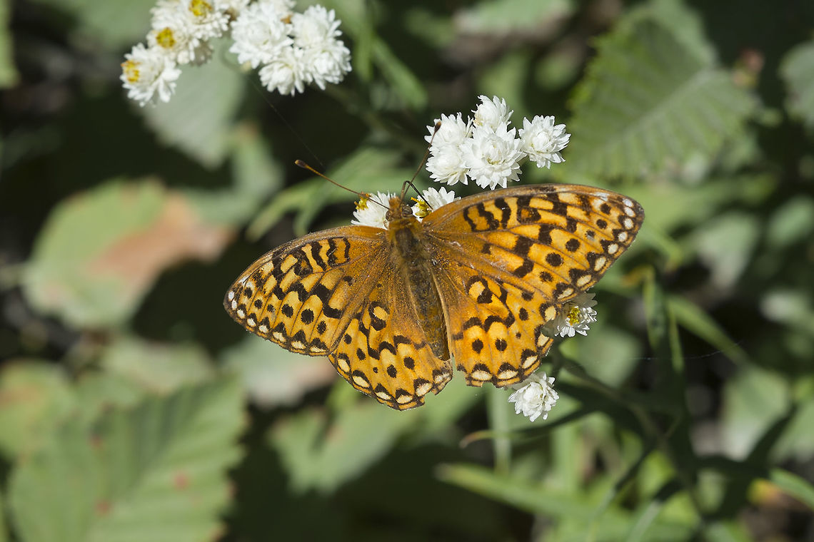 Fritillary Speyeria sp. Geotagged,Summer,United States