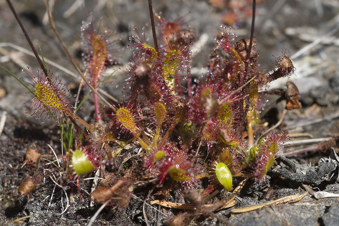 English Sundew These are much smaller than I expected - it would be quite easy to walk by without ever seeing them unless you are looking carefully. I came to this area specifically to see if I could find sundews and indeed whole meadow was quite covered, but until I got down on my hands and knees I didn&#039;t even notice them. Drosera anglica,Drosera rotundifolia,Geotagged,Summer,United States