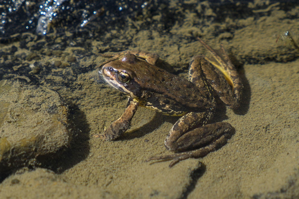 Cascades Frog This little fellow was in Lake of the Angles in the Olympic Mountains. This lake is high enough that it contains no fish, trout stocking being one reason these little guys are in decline, especially in California. They often live and breed in seasonal pools, and the tadpoles can be stranded if it is too warm or too dry, but this lake is big enough that it won't disappear, even in a year with as little snowfall as this one, so these guys should be in pretty good shape. Cascades frog,Geotagged,Rana cascadae,Summer,United States