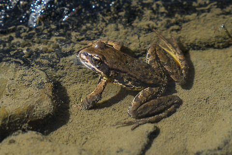 Cascades frog
