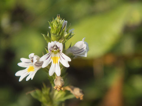 Common Eye Bright Introduced from Europe - parasitic on the roots of grasses Euphrasia nemorosa,Euphrasia rostkoviana,Geotagged,Summer,United States,hairy eyebright