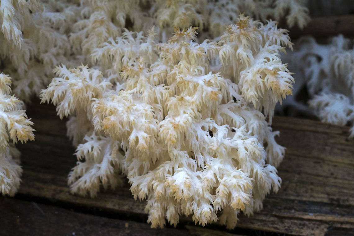Hericium coralloides One day of rain and the mushroom have started popping up! Fall,Geotagged,Hericium coralloides,United States
