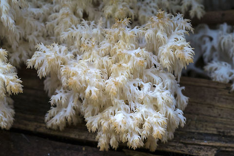 Hericium coralloides One day of rain and the mushroom have started popping up! Fall,Geotagged,Hericium coralloides,United States