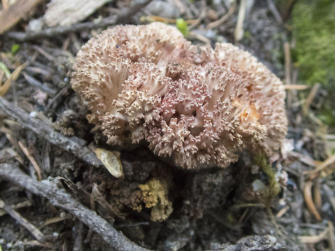 Fall fruiting Ramaria pretty certain - Ramaria botrytis, distinctively looks like cauliflower when young Geotagged,Ramaria botrytis,Summer,United States