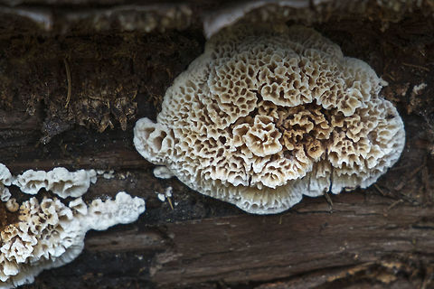 Dry Rot fascinating fugus that looks like brain coral - but hopefully didn't bring any spores home!! Fall,Geotagged,Serpula himantioides,United States