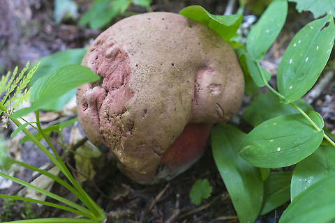 Bitter Bolete While probably not poisonous, these are unpalatable to humans. Squirrels and chipmunks on the other hand seem to find them to be just fine. There were lots of boletes popping up and most of them had little tooth marks on them already. Caloboletus rubripes,Fall,Geotagged,United States