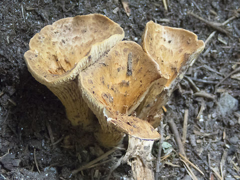 Woody Chanterelle very similar to Gomphus floccosus, but lighter in color, usually buff or brown to pale orange, vs the darker orange of floccosus Geotagged,Gomphus kauffmanii,Shaggy Chanterelle,Summer,United States,Woody Chanterelle