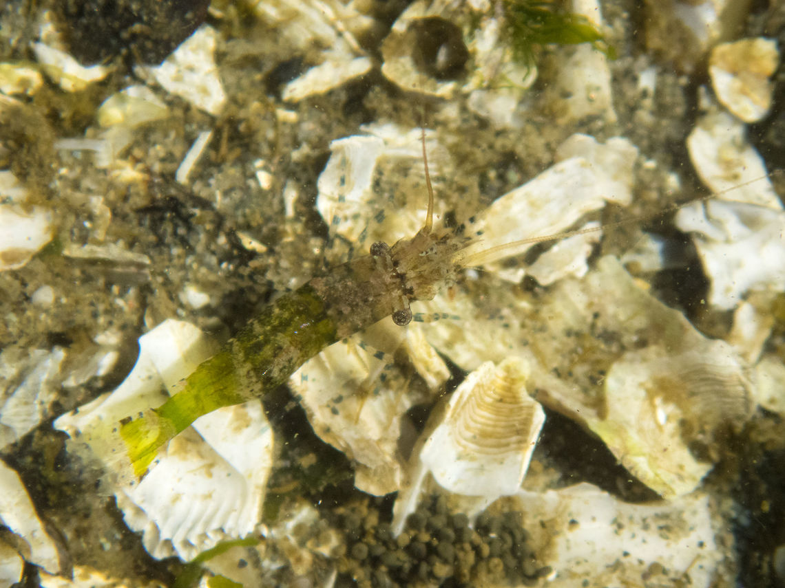 Tiny Shrimp - juvenile? New toy! new toy! <br />
after tipping over my kayak in a lake and destroying my small camera, I decided to get a waterproof model. This one can go fully in. I&#039;ve missed the best minus tides for this year, but today was about a one foot minus, so I did go do a bit of tidepooling. Geotagged,Summer,United States