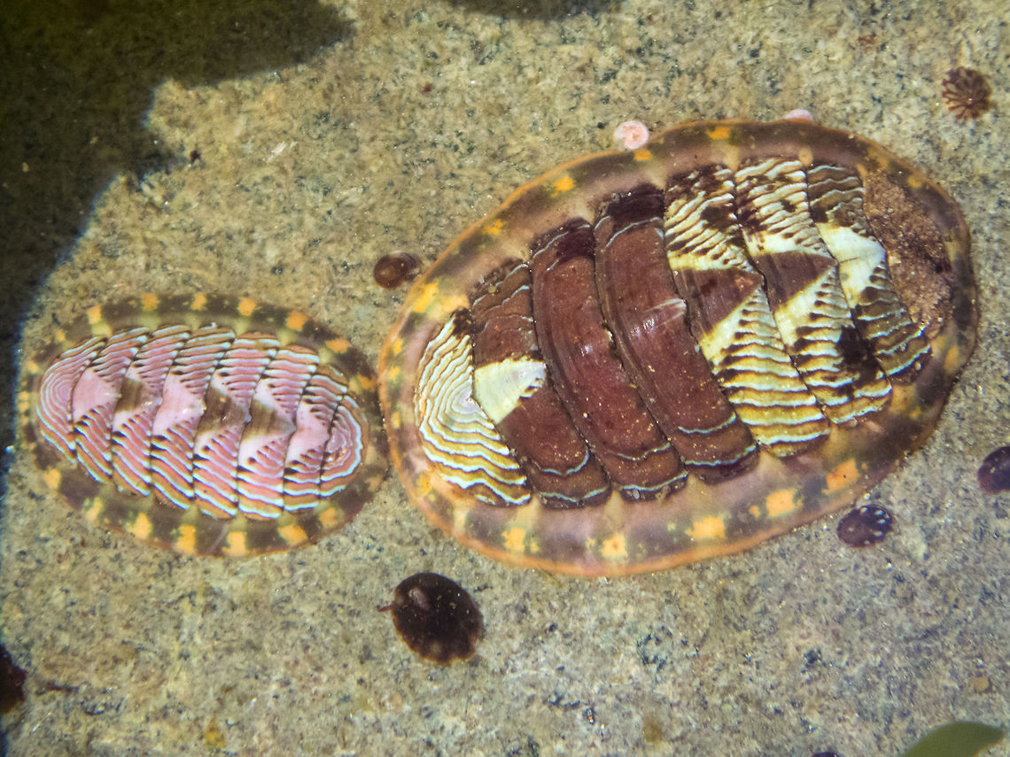 Colorful Chitons Lined chitons - they can be even more vibrant than these guys Geotagged,Lined chiton,Summer,Tonicella lineata,United States