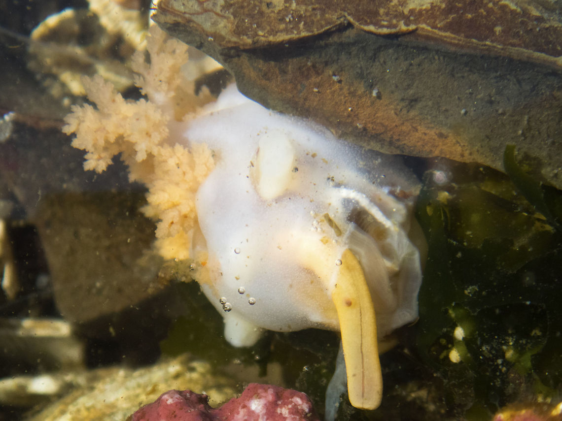 White Sea Cucumber Apparently this is just a little bit of the creature - most of it is well stuck in a crevice and this is it's feeding apparatus Eupentacta quinquesemita,Geotagged,Summer,United States,White Sea Cucumber