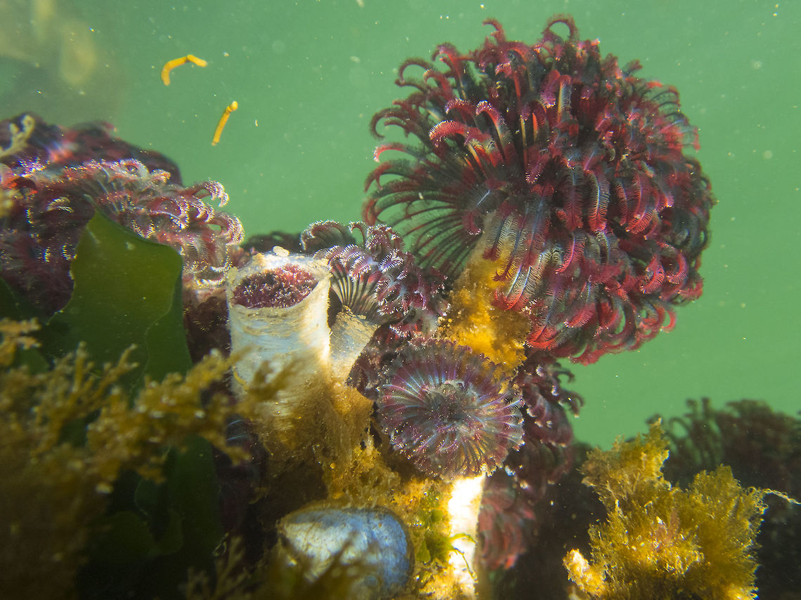 Feather Duster Worms I can put the camera in the water now :P Eudistylia vancouveri,Geotagged,Summer,United States