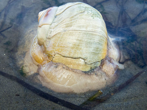 Moon Snail These guys are giants in the snail world - this one was probably just a bit smaller than a soccer ball!  Geotagged,Lunatia lewisii,Neverita lewisii,Summer,United States