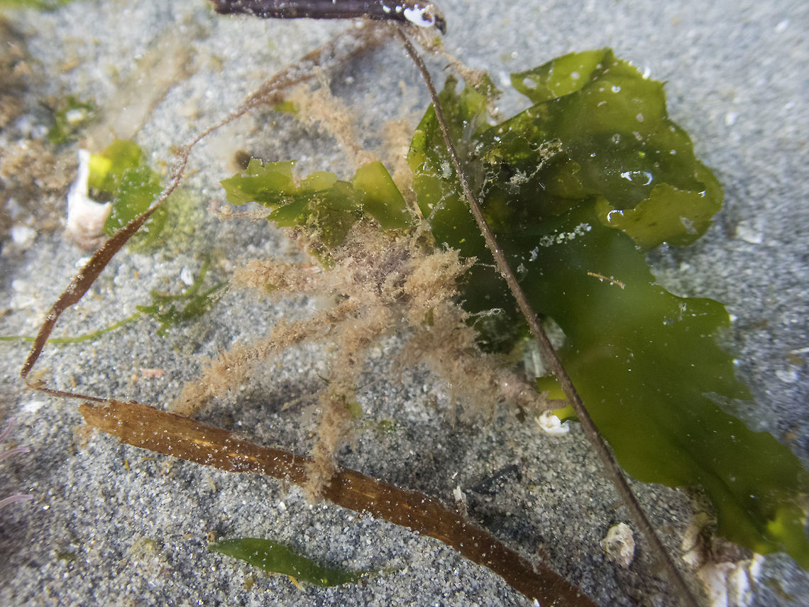 A bit of algae - nope it's  crab Here&#039;s one that definitely belongs in Masters of Camouflage. Graceful decorators are covered in fine hooks that they use to attach algae, sponges and other items to create a perfect disguise. The algae that seemed to be preferred on this beach was quite effective. Geotagged,Oregonia gracilis,Summer,United States