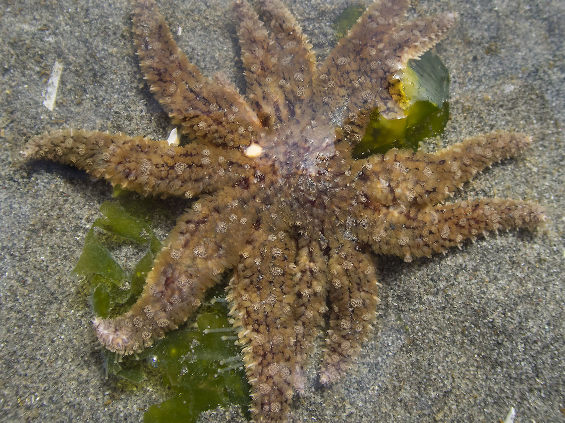 Sunflower Seastar possibly the fastest seastar around - this little guy can move, well at least for a seastar :P Geotagged,Pycnopodia helianthoides,Summer,Sunflower seastar,United States