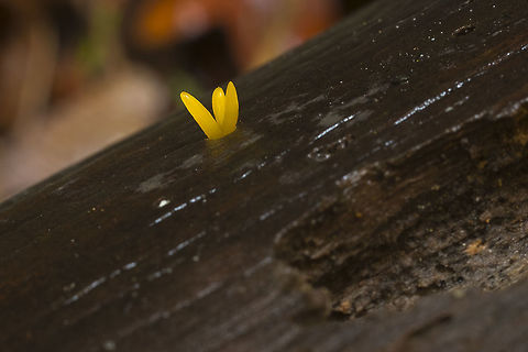 Calocera Cornea Fabulous fall fungi season has begun :) Calocera cornea,Fall,Geotagged,United States