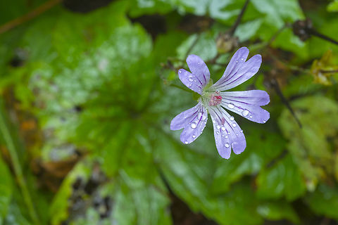 Lavender flower the leaves look somewhat like a geranium..  Fall,Geotagged,United States